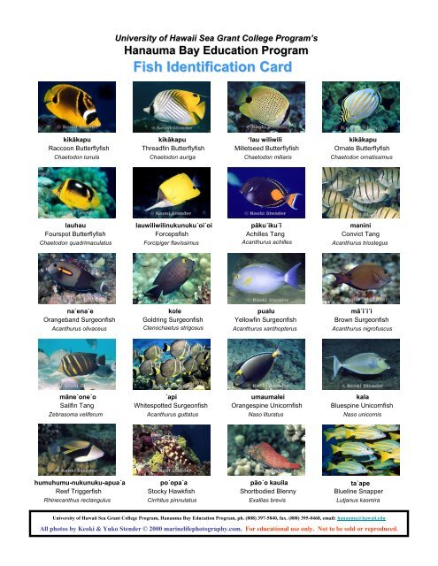 Fish Identification Card - Hanauma Bay Education Program ...