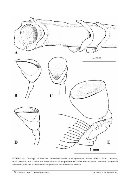 Zootaxa, Taxonomy of Serpulidae (Annelida ... - Magnolia Press