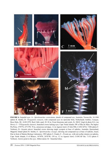 Zootaxa, Taxonomy of Serpulidae (Annelida ... - Magnolia Press