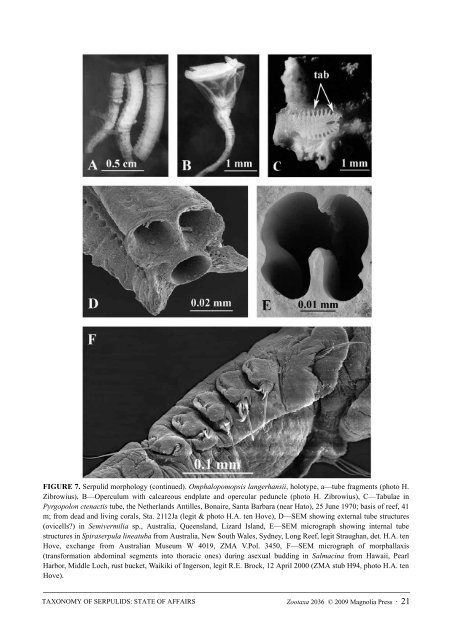 Zootaxa, Taxonomy of Serpulidae (Annelida ... - Magnolia Press