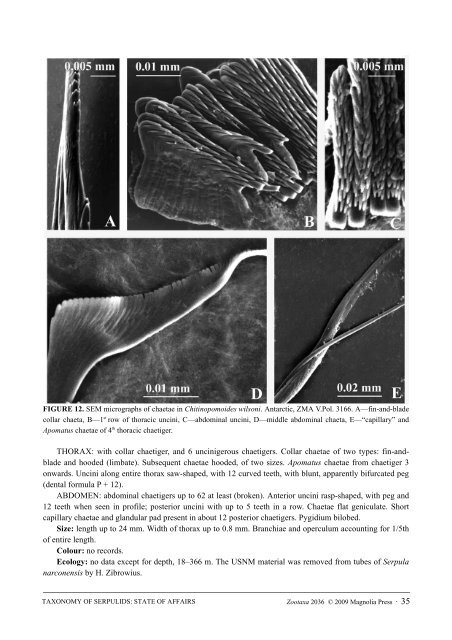 Zootaxa, Taxonomy of Serpulidae (Annelida ... - Magnolia Press