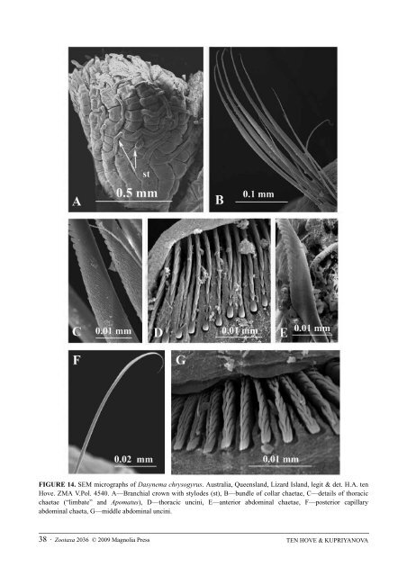 Zootaxa, Taxonomy of Serpulidae (Annelida ... - Magnolia Press