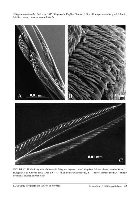 Zootaxa, Taxonomy of Serpulidae (Annelida ... - Magnolia Press