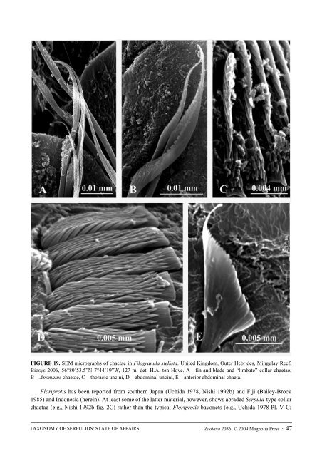 Zootaxa, Taxonomy of Serpulidae (Annelida ... - Magnolia Press