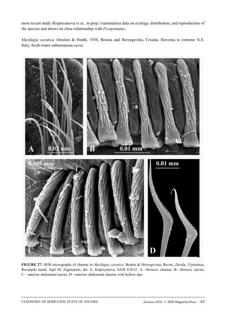 Zootaxa, Taxonomy of Serpulidae (Annelida ... - Magnolia Press