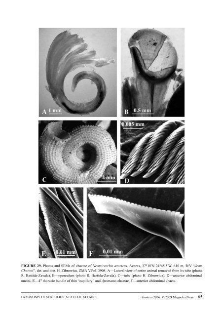 Zootaxa, Taxonomy of Serpulidae (Annelida ... - Magnolia Press