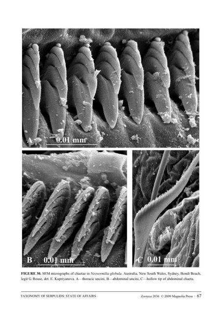 Zootaxa, Taxonomy of Serpulidae (Annelida ... - Magnolia Press