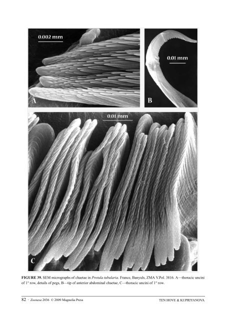 Zootaxa, Taxonomy of Serpulidae (Annelida ... - Magnolia Press