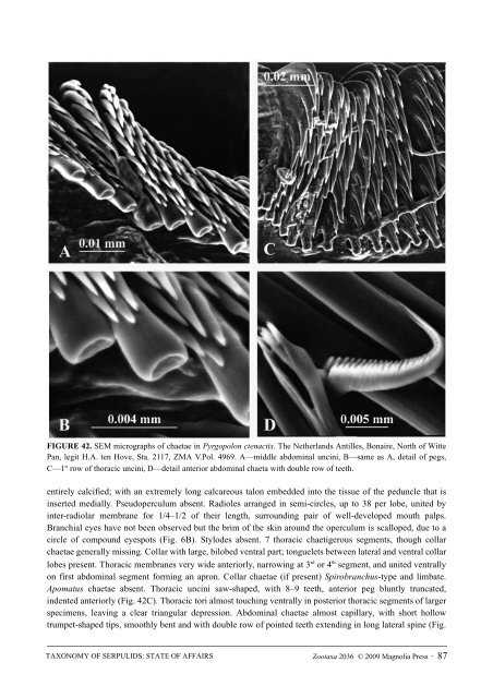 Zootaxa, Taxonomy of Serpulidae (Annelida ... - Magnolia Press