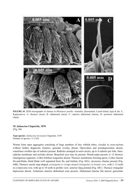 Zootaxa, Taxonomy of Serpulidae (Annelida ... - Magnolia Press