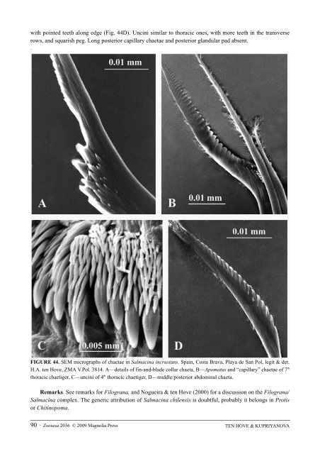 Zootaxa, Taxonomy of Serpulidae (Annelida ... - Magnolia Press