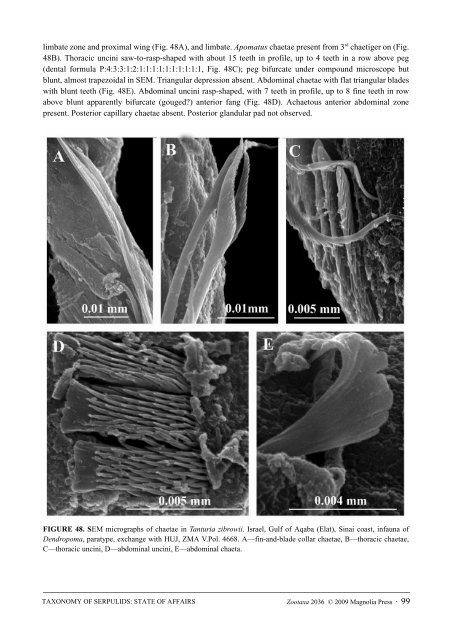 Zootaxa, Taxonomy of Serpulidae (Annelida ... - Magnolia Press