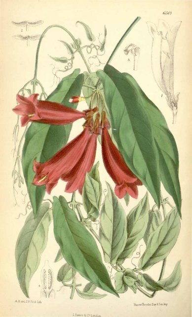 Botanical Magazine 106 - 1880.pdf - hibiscus.org