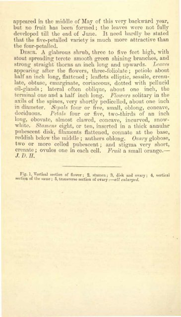 Botanical Magazine 106 - 1880.pdf - hibiscus.org