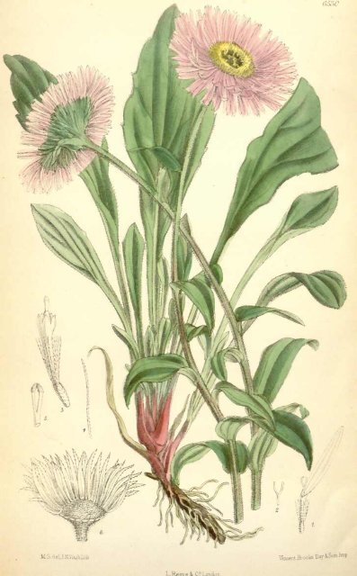 Botanical Magazine 106 - 1880.pdf - hibiscus.org