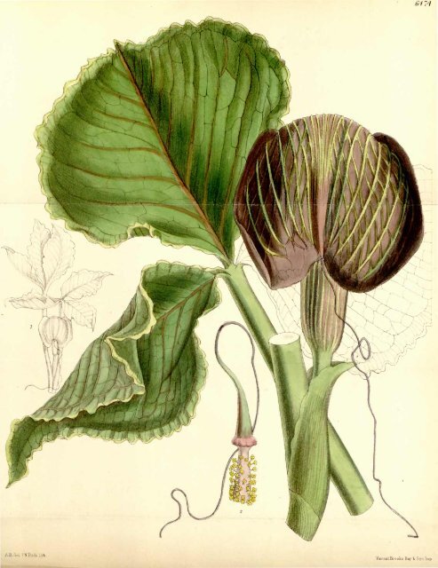 Botanical Magazine 106 - 1880.pdf - hibiscus.org