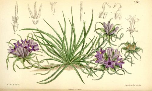 Botanical Magazine 106 - 1880.pdf - hibiscus.org