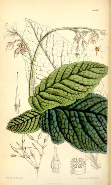 Botanical Magazine 106 - 1880.pdf - hibiscus.org