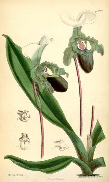 Botanical Magazine 106 - 1880.pdf - hibiscus.org