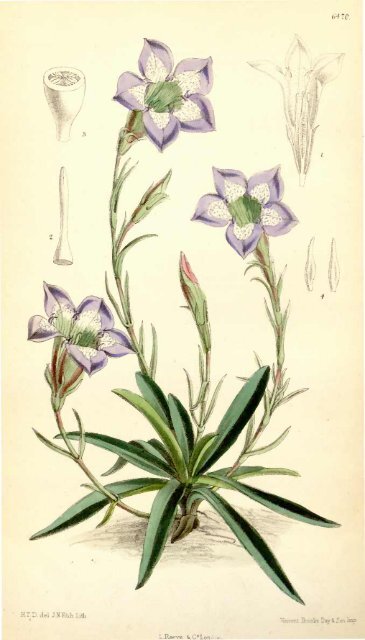 Botanical Magazine 106 - 1880.pdf - hibiscus.org