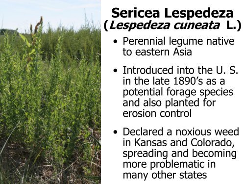 Sericea Lespedeza: - Weed Science