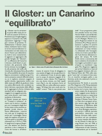 Il Gloster: un Canarino “equilibrato” - Ctncfpl.it