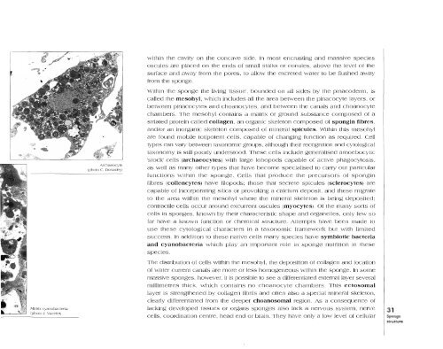 Sponges of the New Caledonian lagoon - IRD