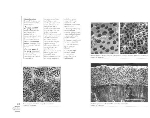 Sponges of the New Caledonian lagoon - IRD