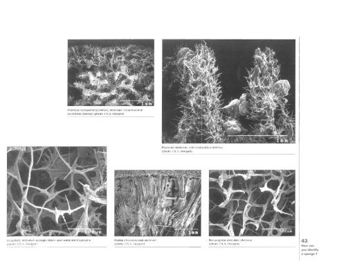 Sponges of the New Caledonian lagoon - IRD