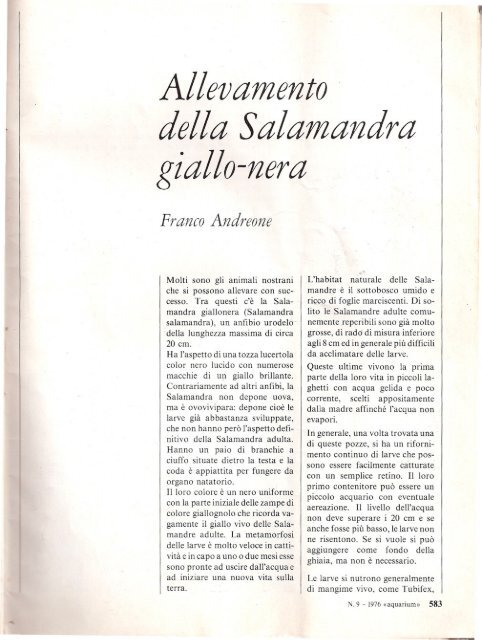 Salamandra giall~-nera - Franco Andreone