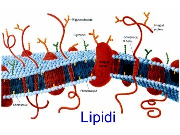 I Lipidi - E. Mattei