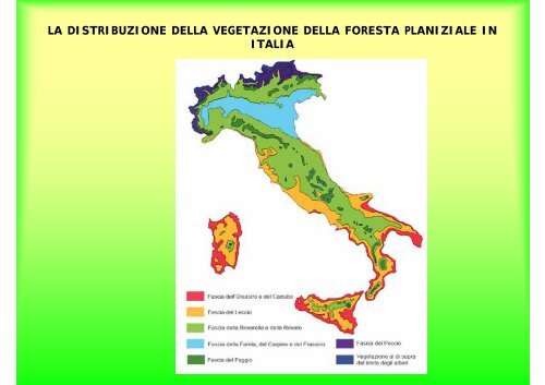 LA FORESTA PLANIZIALE