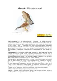 GHEPPIO (Falco tinnunculus) - Ekoclub