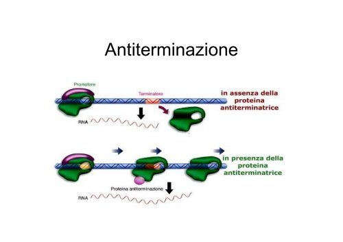 Regolazione dell'espressione