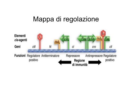 Regolazione dell'espressione