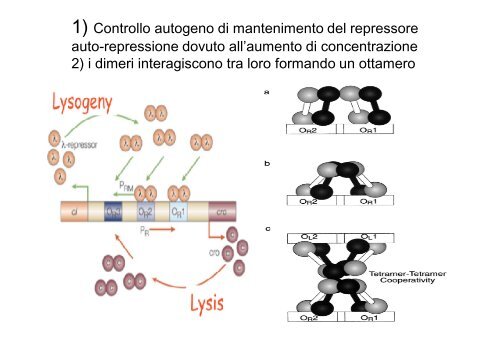 Regolazione dell'espressione