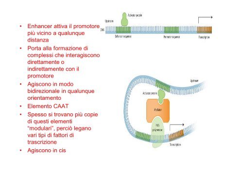 Regolazione dell'espressione