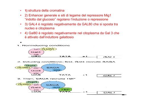 Regolazione dell'espressione