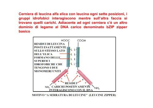 Regolazione dell'espressione