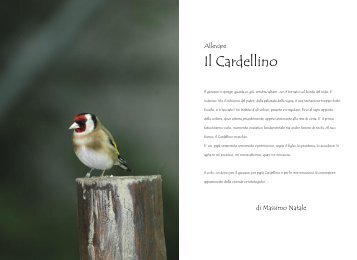 01. Allevamento Cardellino.indd - Alcedo, ornitologia e natura