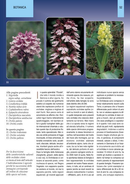 Orchidee della Liguria