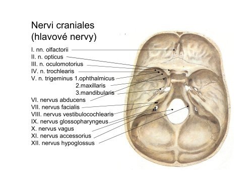 Ně - Anatomický ústav 1.LF UK - Univerzita Karlova