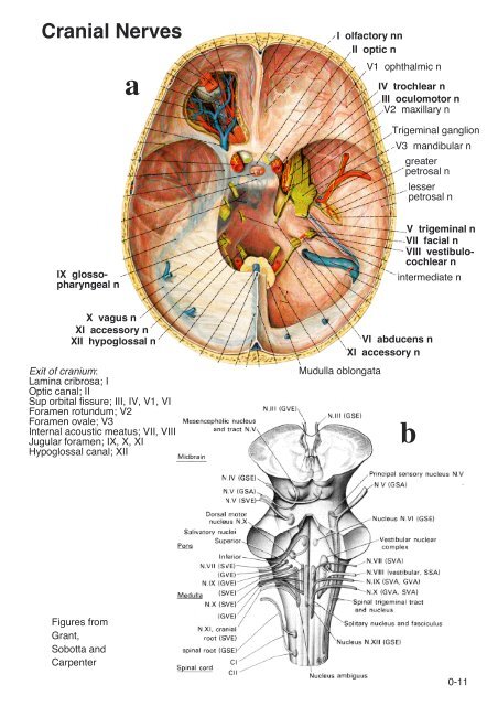 Cranial Nerves