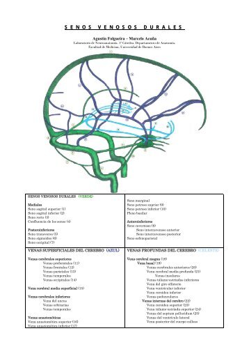 Vena anastomótica inferior - Facultad de Medicina Virtual