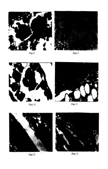 effect of infection of the filarial parasite brugia malayi - Pondicherry ...