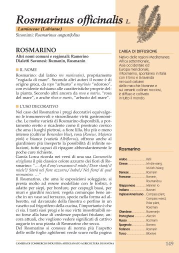 rosmarino - L'Ortofrutticola d'Albenga