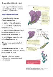10 - Mendel - gruppi sanguigni.pdf - Università degli Studi di Urbino