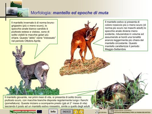 MODULO CENSITORE capriolo - St.E.R.N.A