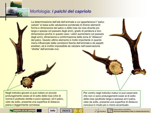 MODULO CENSITORE capriolo - St.E.R.N.A