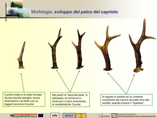 MODULO CENSITORE capriolo - St.E.R.N.A